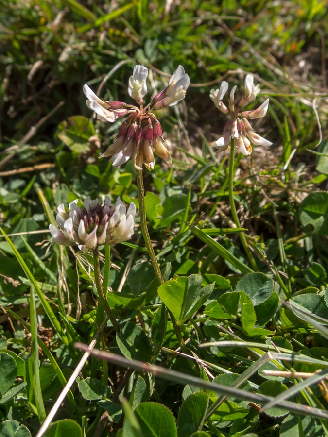 Trifolium pallescens / Trifoglio pallescente